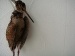 DSC00976.jpg