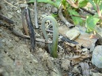 DSC02087.jpg