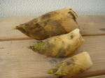 DSC05168.jpg