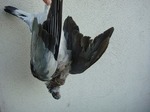 DSC06879.jpg