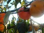 DSC07043.jpg