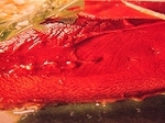 DSCF1151.jpg